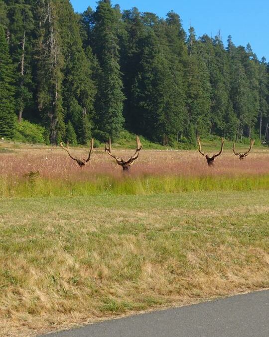 elk hiding in plain sight