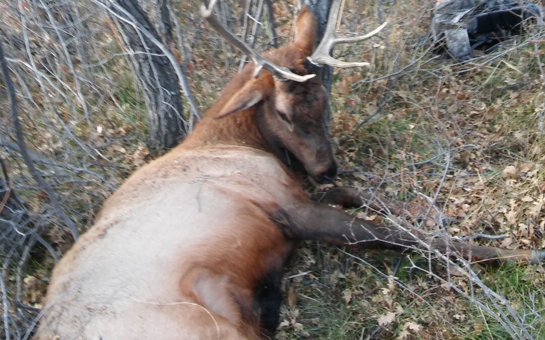 Colorado Petition to Save Over-the-Counter OTC Elk Hunting for Residents Only
