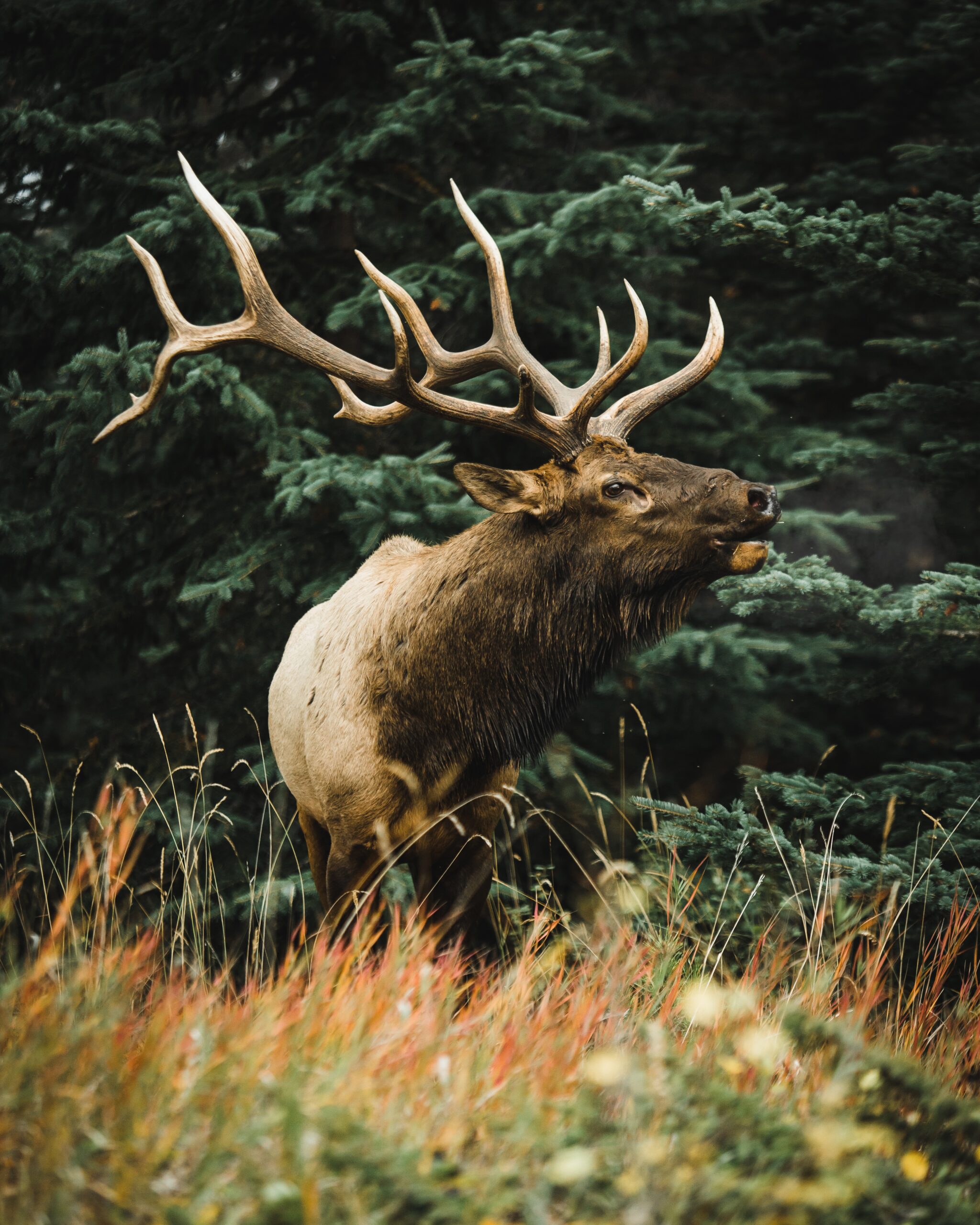 Colorado Elk Tag Cost 2025 Non Resident Aurea Charlotta