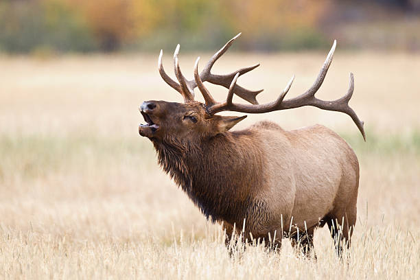 Colorado Sells More Nonresident Elk Tags than all Seven Western States Combined